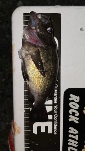 クロメバルの釣果