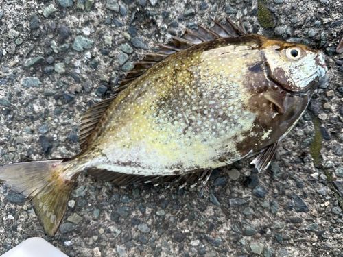 アイゴの釣果