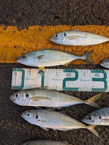 ワカシの釣果