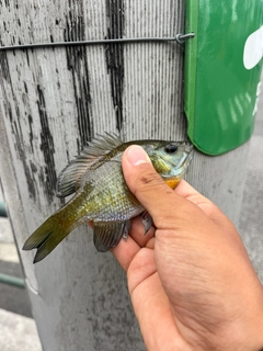 ブルーギルの釣果