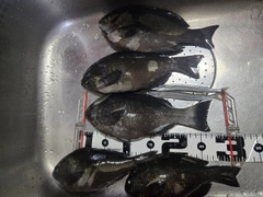 クチブトグレの釣果
