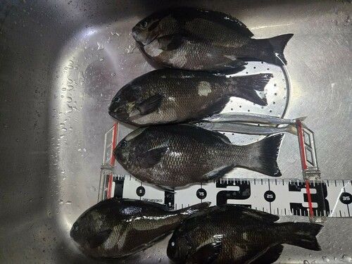 クチブトグレの釣果