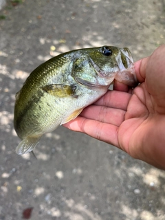 ラージマウスバスの釣果