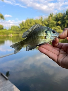 ブルーギルの釣果