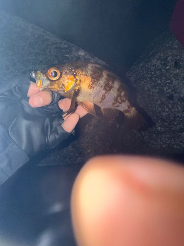 アカメバルの釣果