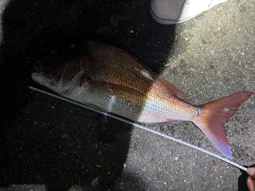 マダイの釣果