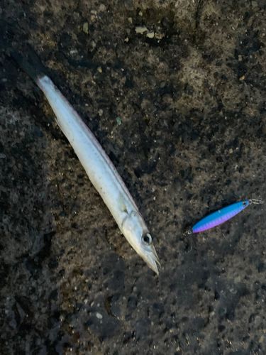 カマスの釣果