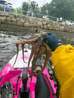 マダコの釣果