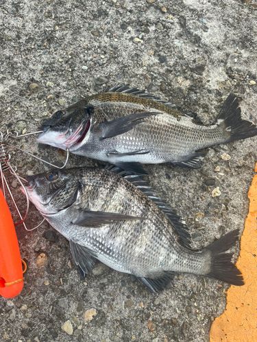チヌの釣果