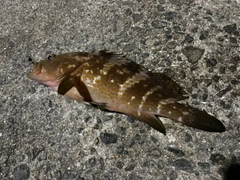 アコウの釣果