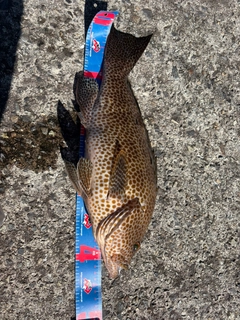 オオモンハタの釣果