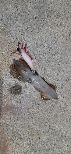 ヒイカの釣果