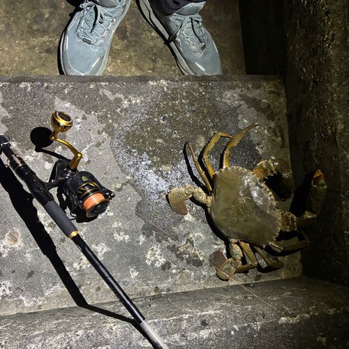 アミメノコギリガザミの釣果