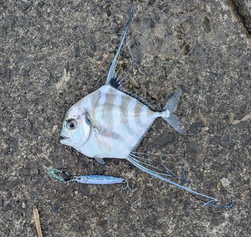 イトヒキアジの釣果