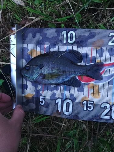ブラックバスの釣果