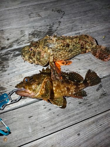 オニカサゴの釣果