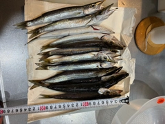 カマスの釣果