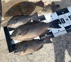 グレの釣果