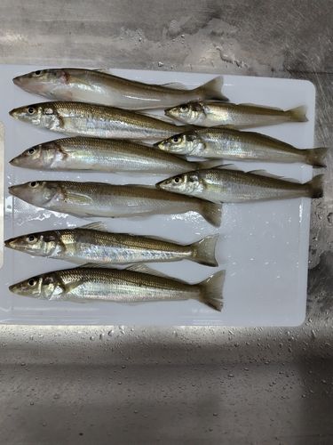 シロギスの釣果