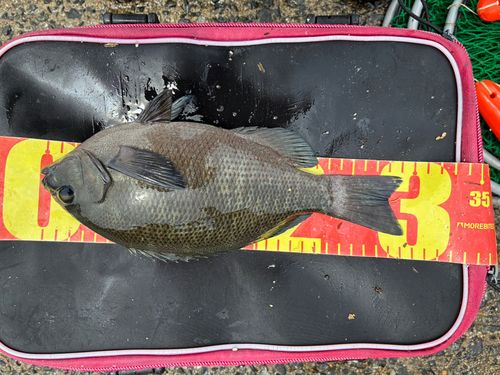 チヌの釣果