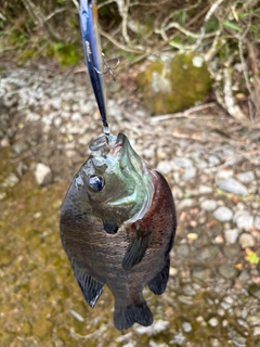 ブルーギルの釣果