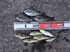アイゴの釣果