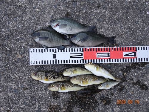 アイゴの釣果
