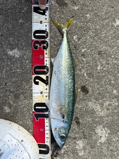 サバの釣果