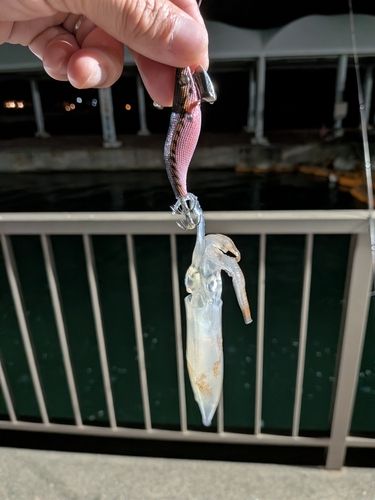 ベイカの釣果
