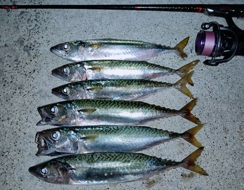 サバの釣果