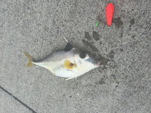 ギマの釣果