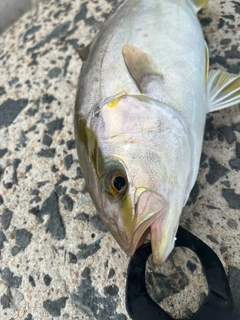 ネリゴの釣果