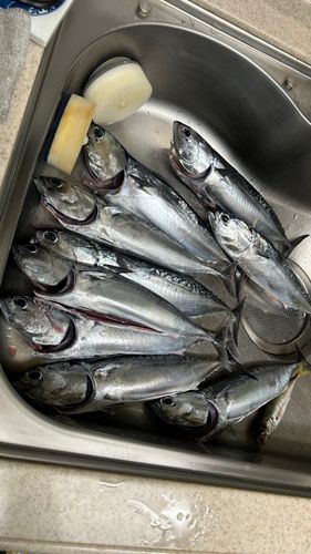 ソウダガツオの釣果