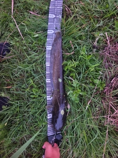 ナマズの釣果