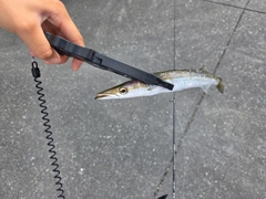 カマスの釣果