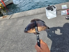 オオモンハタの釣果