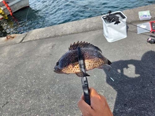 オオモンハタの釣果