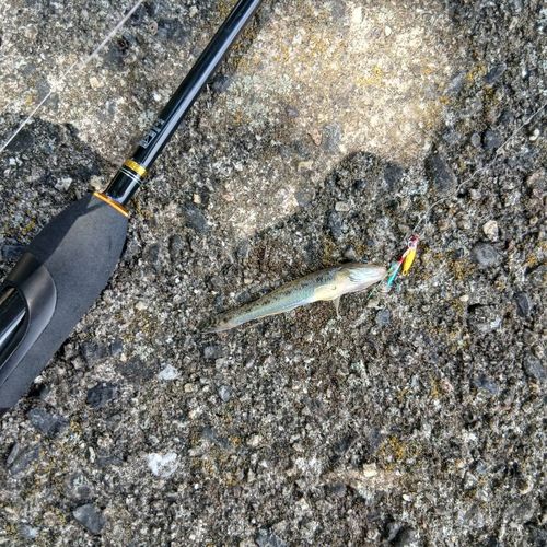 マハゼの釣果