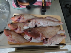 タイの釣果