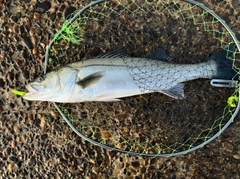 シーバスの釣果
