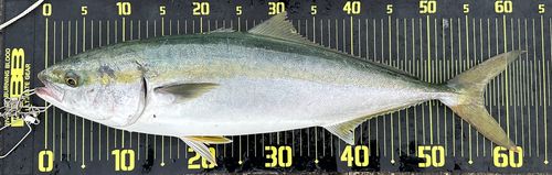 ワラサの釣果