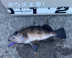 メバルの釣果