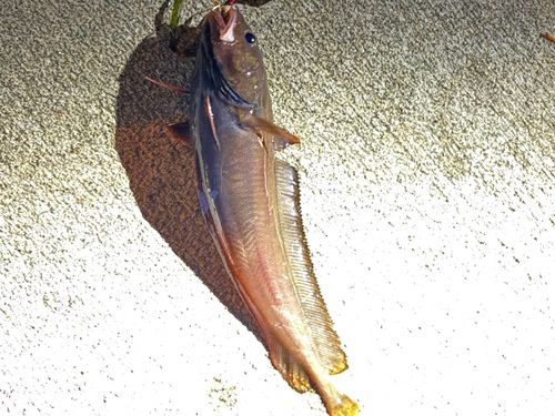 エゾイソアイナメの釣果