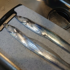 タチウオの釣果