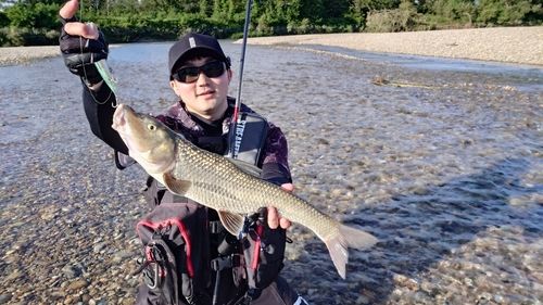 ニゴイの釣果