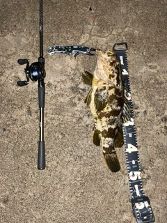 ベッコウゾイの釣果