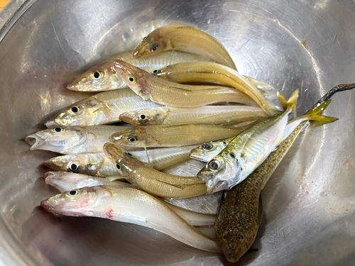 シロギスの釣果