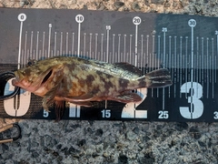 ガシラの釣果