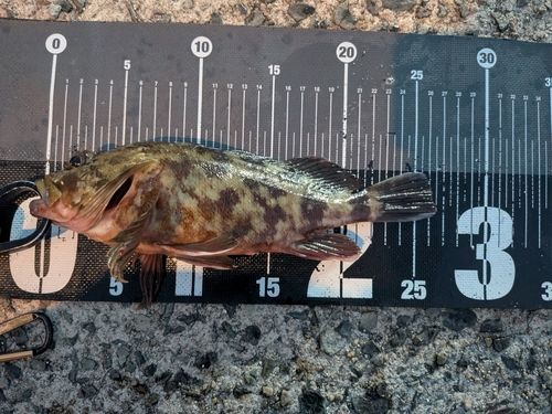 ガシラの釣果