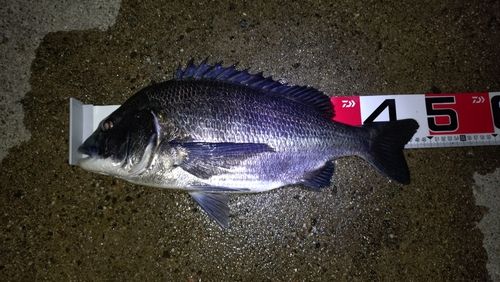 クロダイの釣果